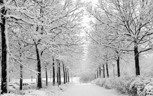雪白公园小路壁纸 — 寒冷 壁紙