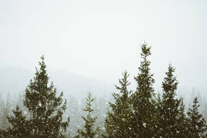 雾中森林降雪