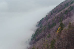 霧中森林與朦朧山巒