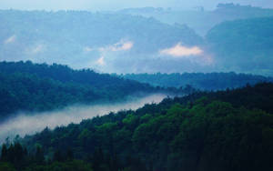 霧林山景