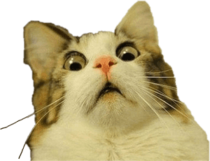 #shocked #cat #freetoedit - 貓咪迷因透明背景，HD PNG下載