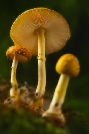 黄色蘑菇美学