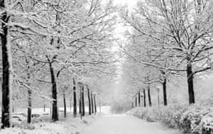雪地背景 — 雪景美學 壁紙